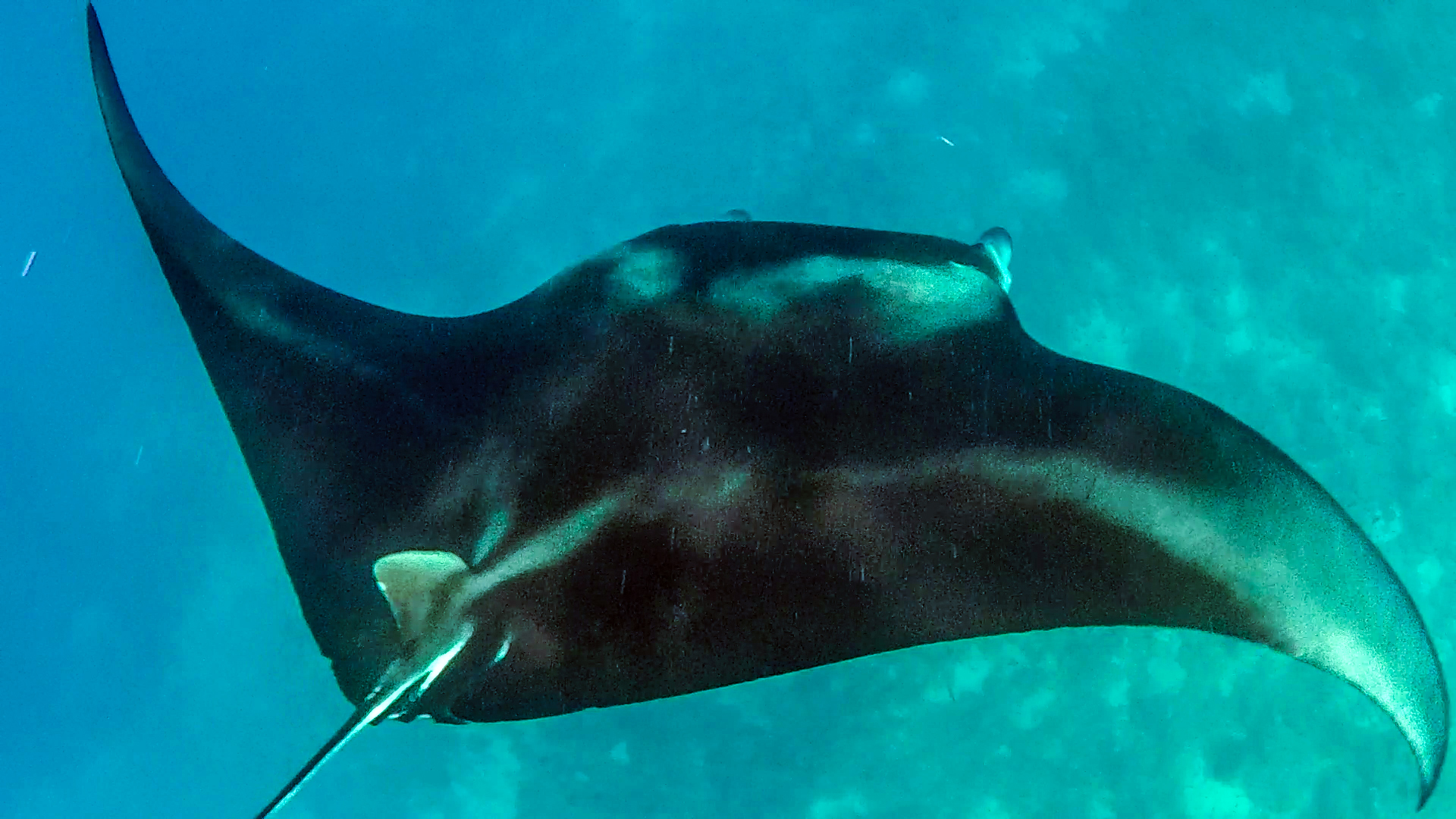 Maldives manta ray