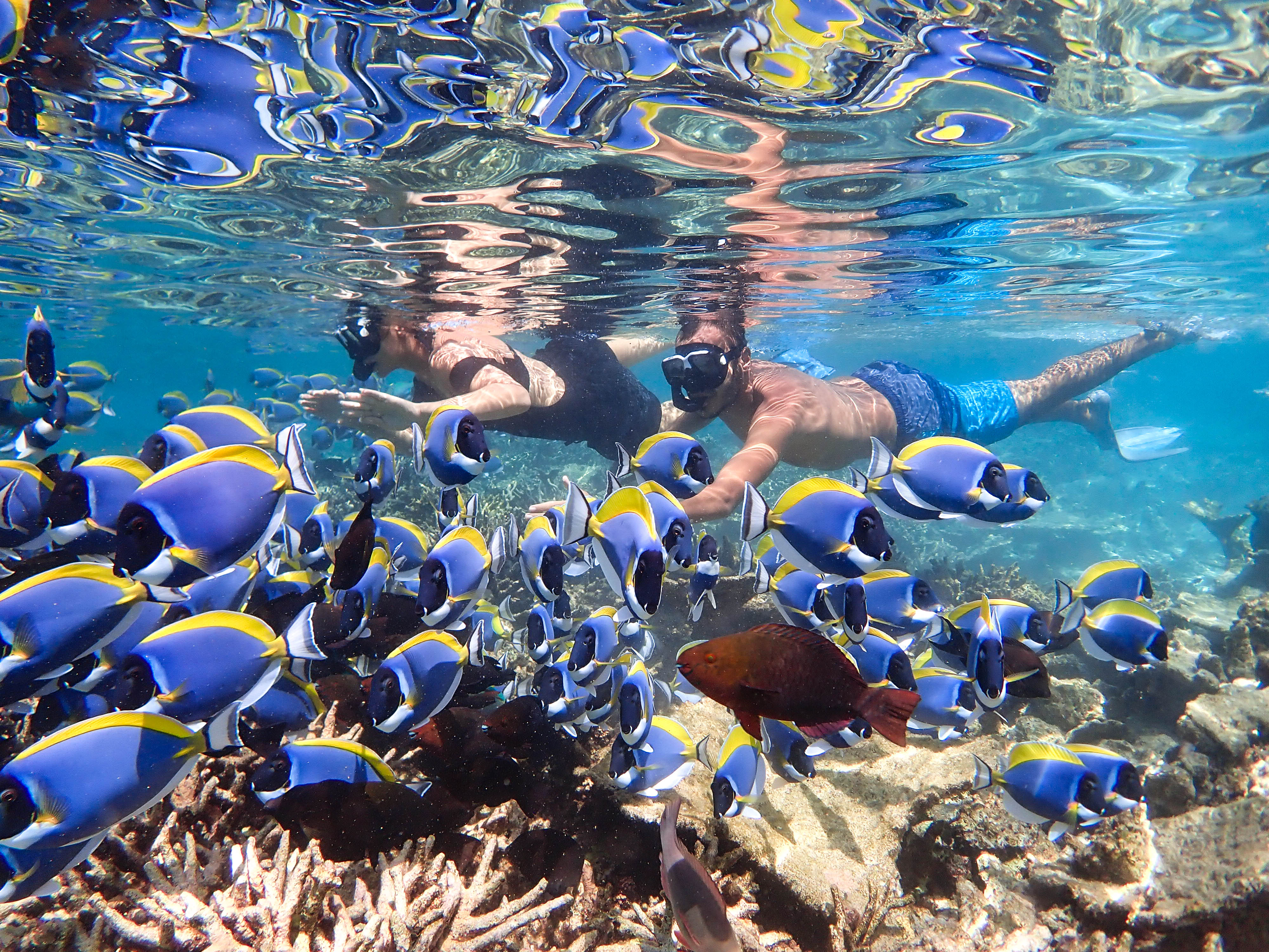 Snorkeling in the Maldives