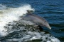 Dolphin safari 