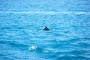 Dolphin safari 